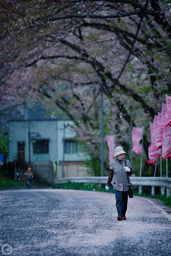 Cherry blossom in Fukushima, 2012