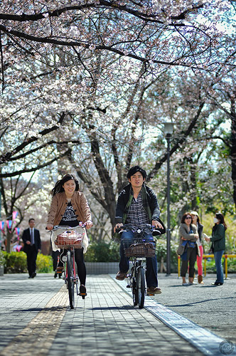 A couple cycling through blossom, Tokyo
