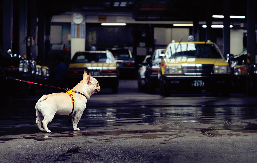 Garage guard-dog, Omori