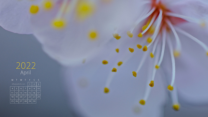 A close up of spring blossom in JHapan, shot with a macro lens