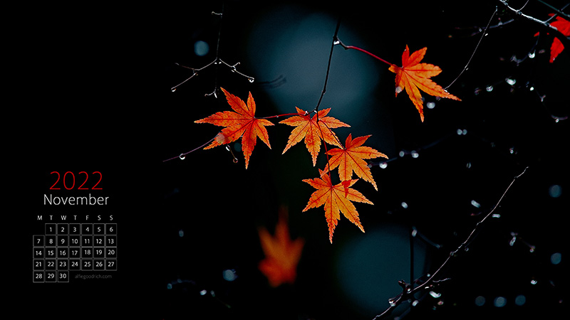 Raindrops on momiji leaves on a wet autumn day in Fukushima.