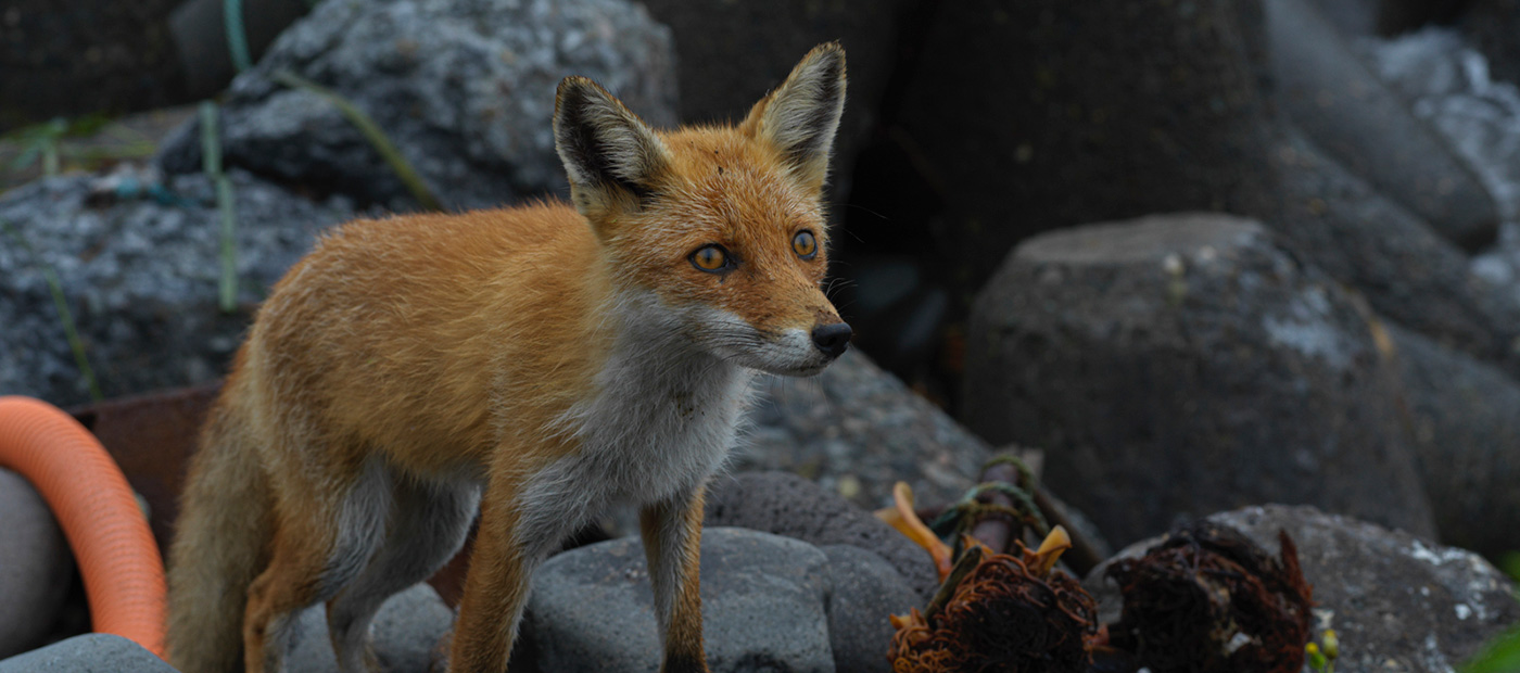 A wild fox on the beach in Rausu, Hokkaido, Japan